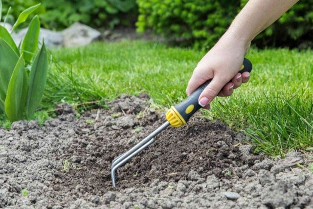 moss control milton ON