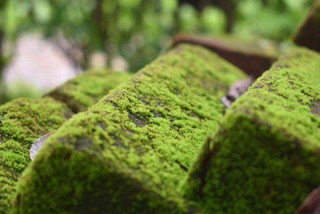 moss control milton ON