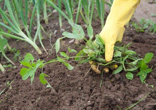 natural weed killer milton ON