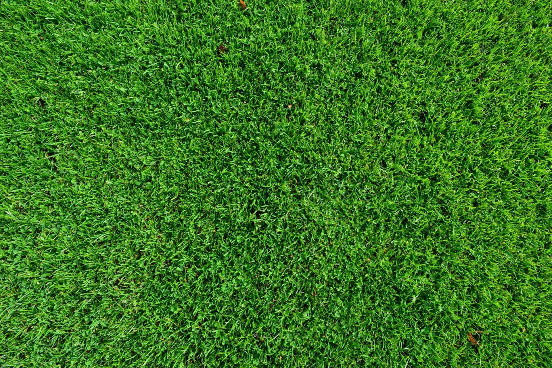 lawn mowing service milton ON