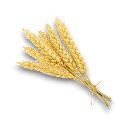 Fascio di spighe di grano dorate su sfondo bianco