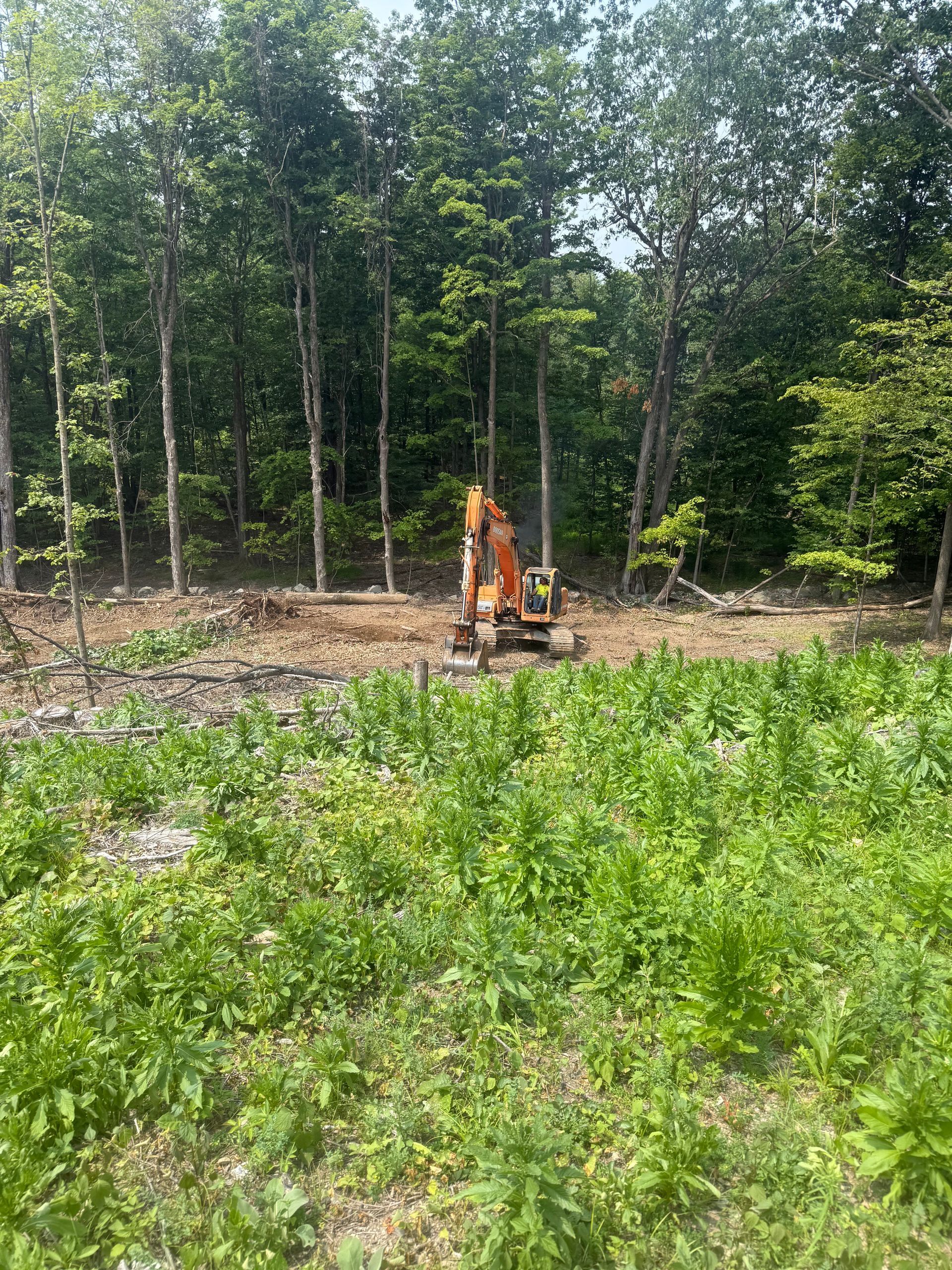 An excavator clearing a wooded area, surrounded by trees and tall green plants.