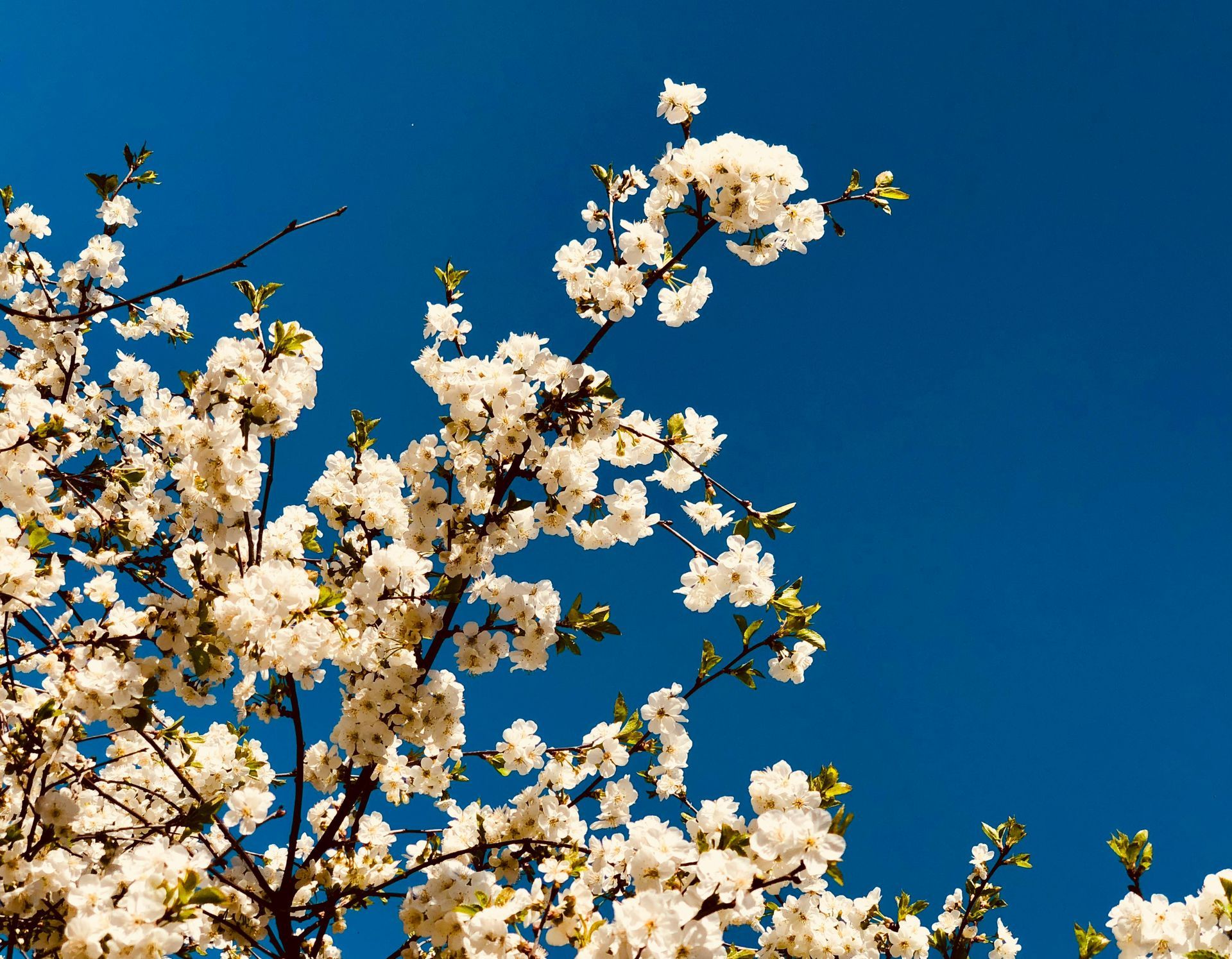 White blossoms on tree branches against a bright blue sky.