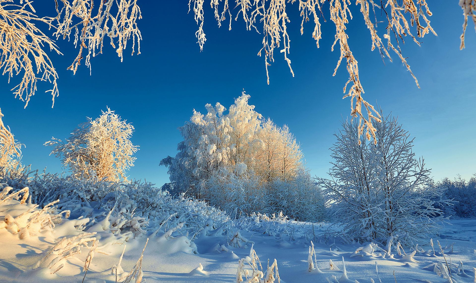Snow-covered trees and bushes against a vibrant blue sky in a winter landscape.