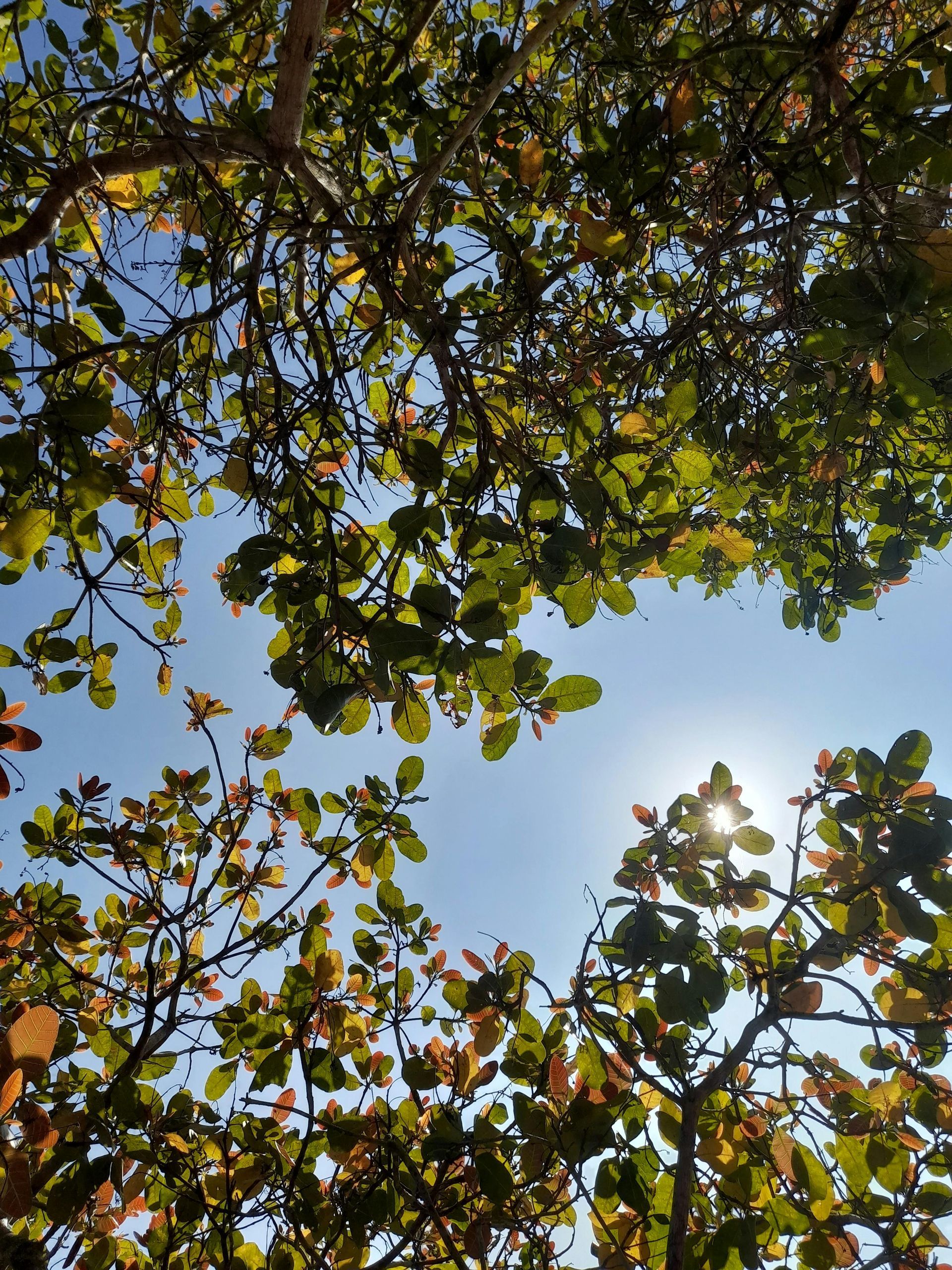 Branches with green and reddish leaves against a bright blue sky, with the sun shining through.