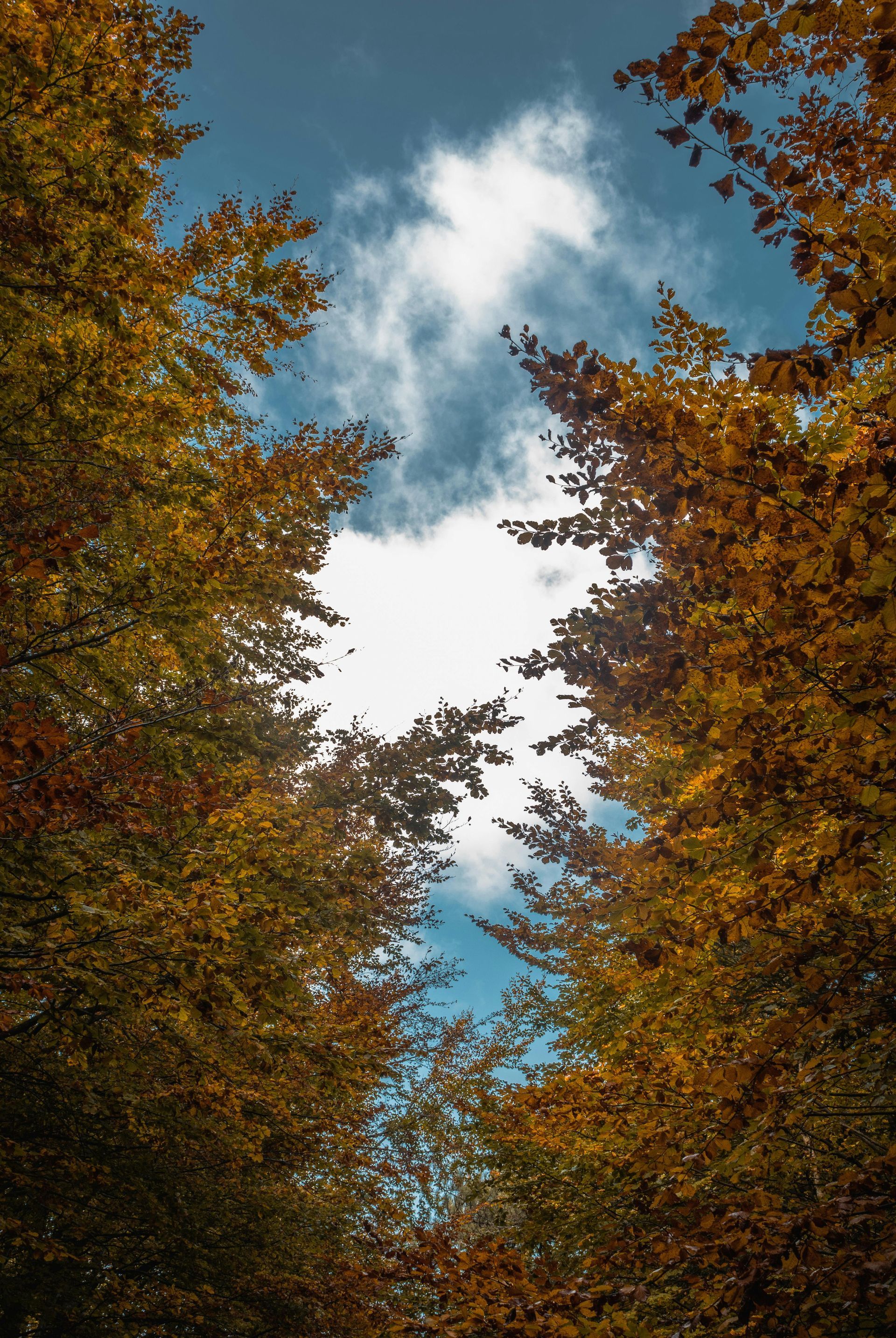 Trees with autumn-colored leaves frame the blue sky and white clouds above.