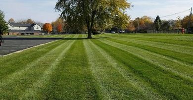 Lawn with striped pattern, large tree in the center, houses and trees in the background.