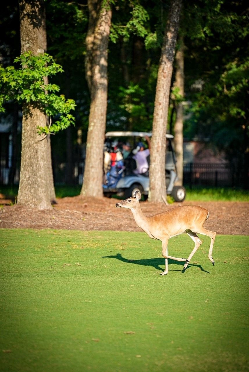 A deer is running on a golf course next to a golf cart.