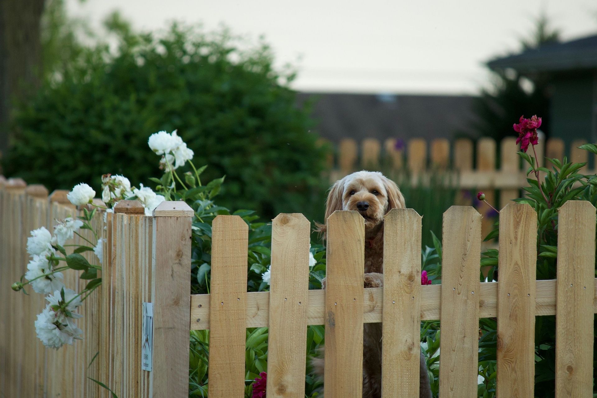 Dog peeking over a white picket fence in a garden with flowers and greenery