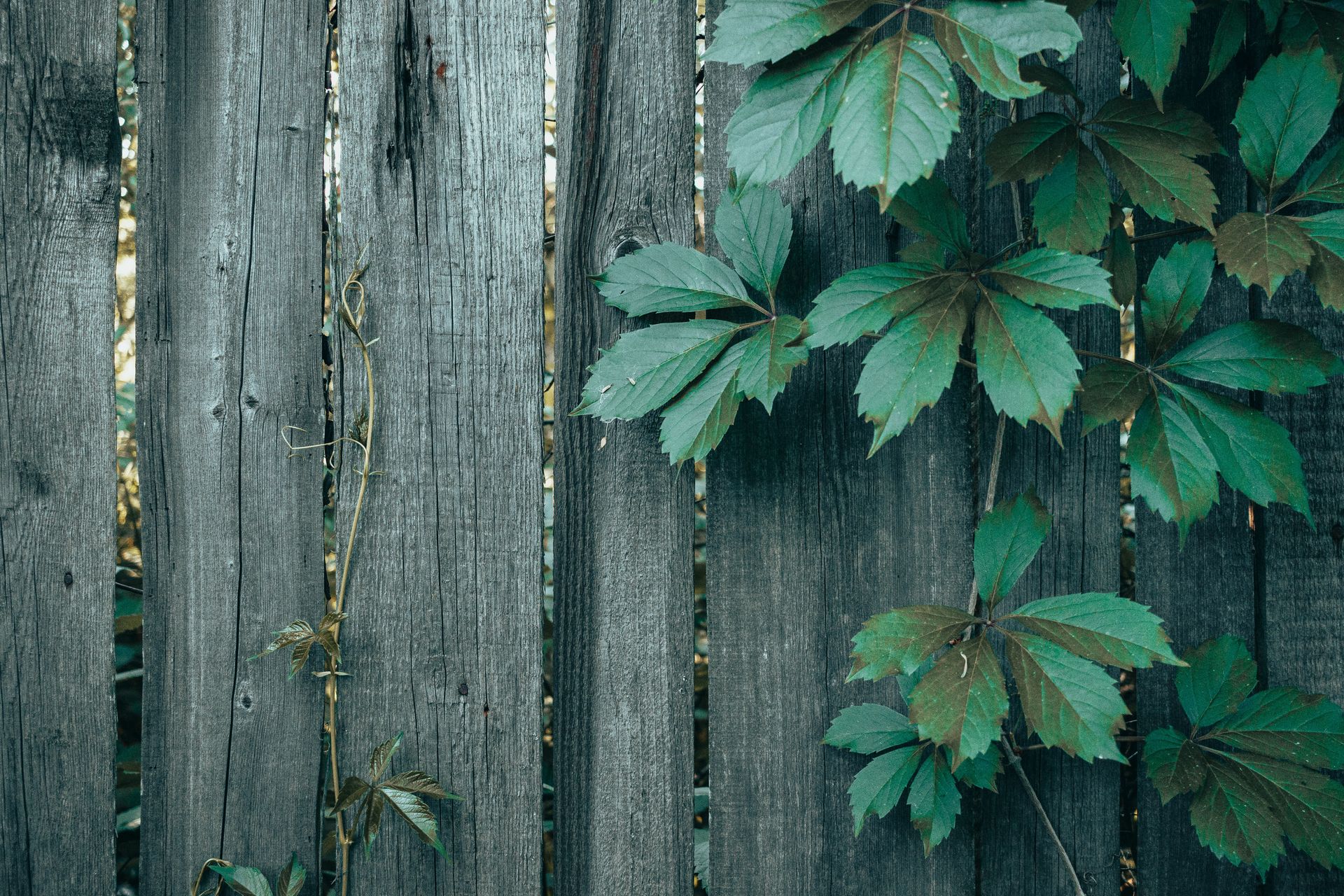 Weathered gray wooden fence with green vine leaves growing over the top right corner