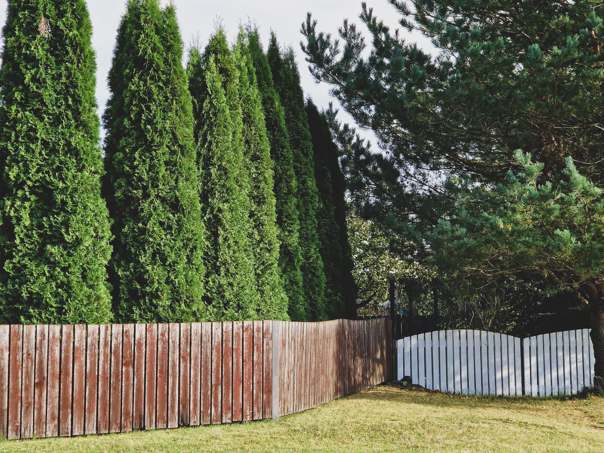 Tall green cypress trees behind a weathered wooden fence and a white gate panel