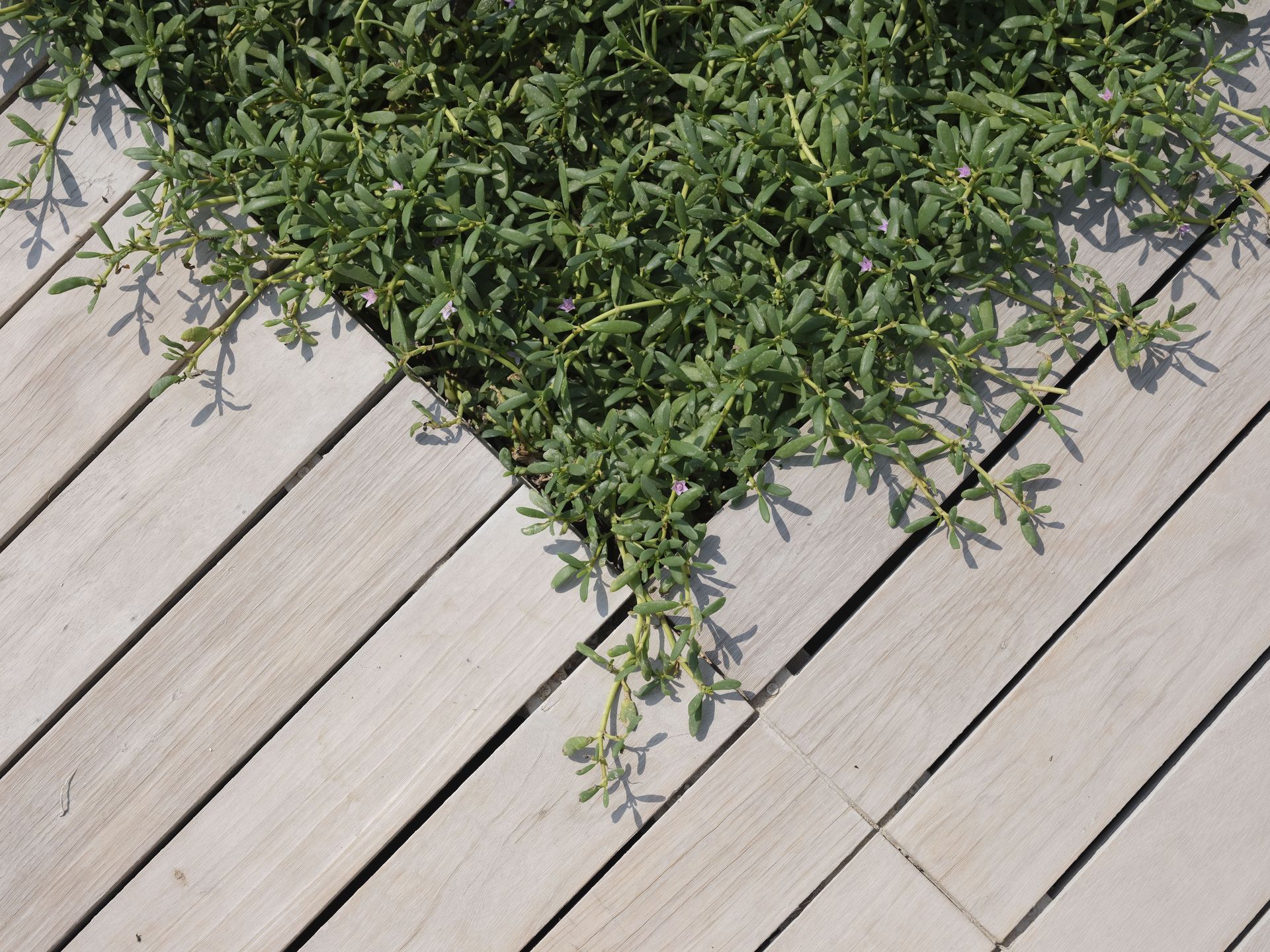 Green groundcover spilling over a light gray wooden deck floorboards.