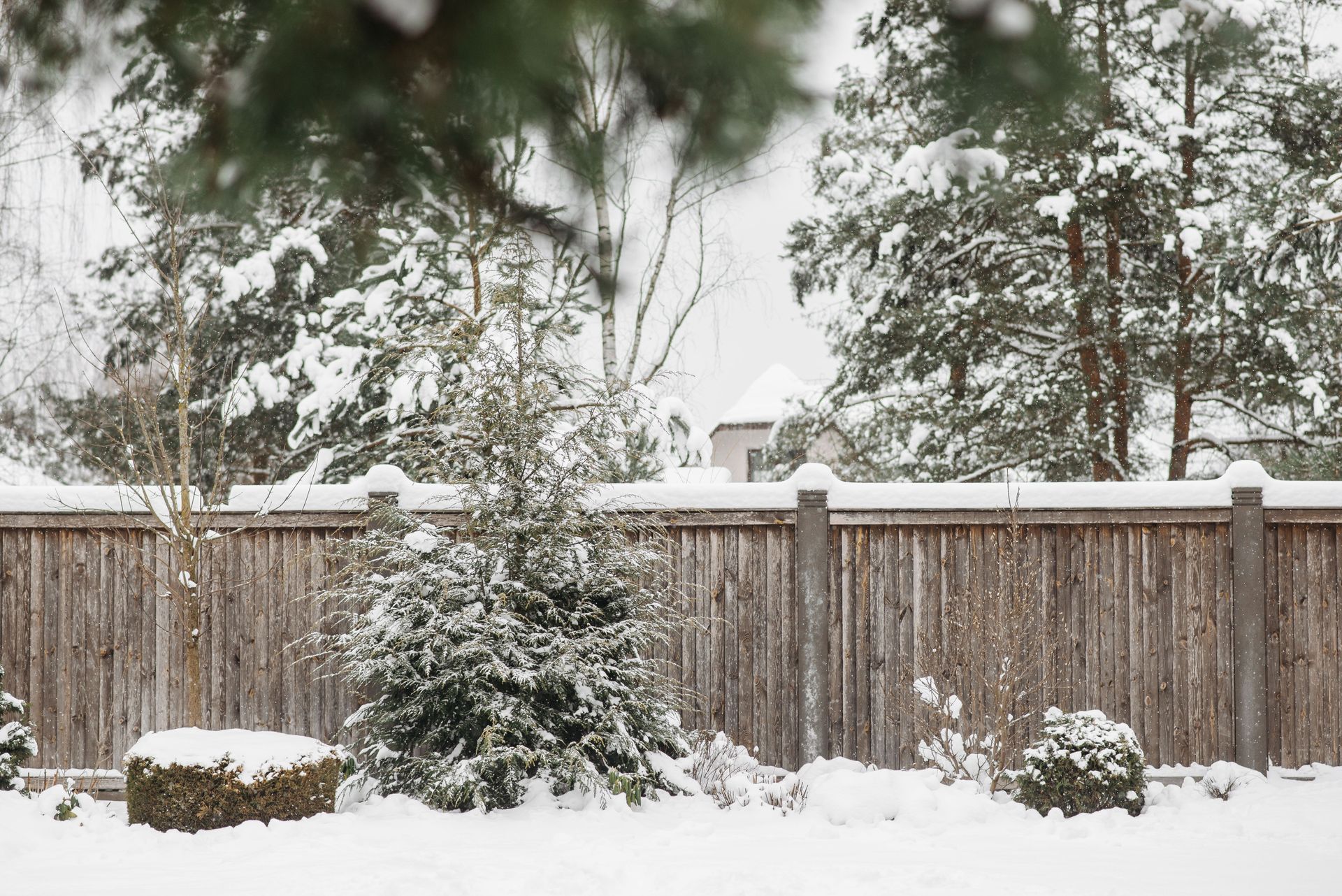 Snowy backyard with wooden fence, shrubs, and trees in winter.