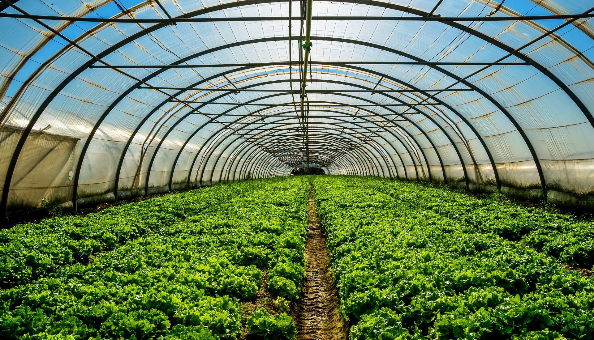Greenhouse — Kemps Creek, NSW — T&W Greenhouse Supplies