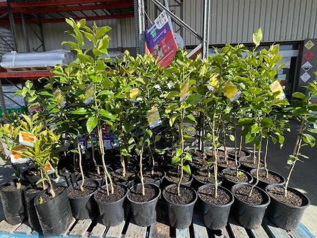 Potted citrus trees in a nursery, with green foliage and brown trunks.