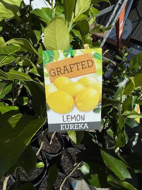 A lemon tree with a