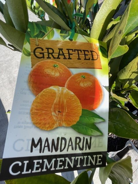 A plant tag advertising a grafted Clementine Mandarin tree, featuring illustrations of the fruit.