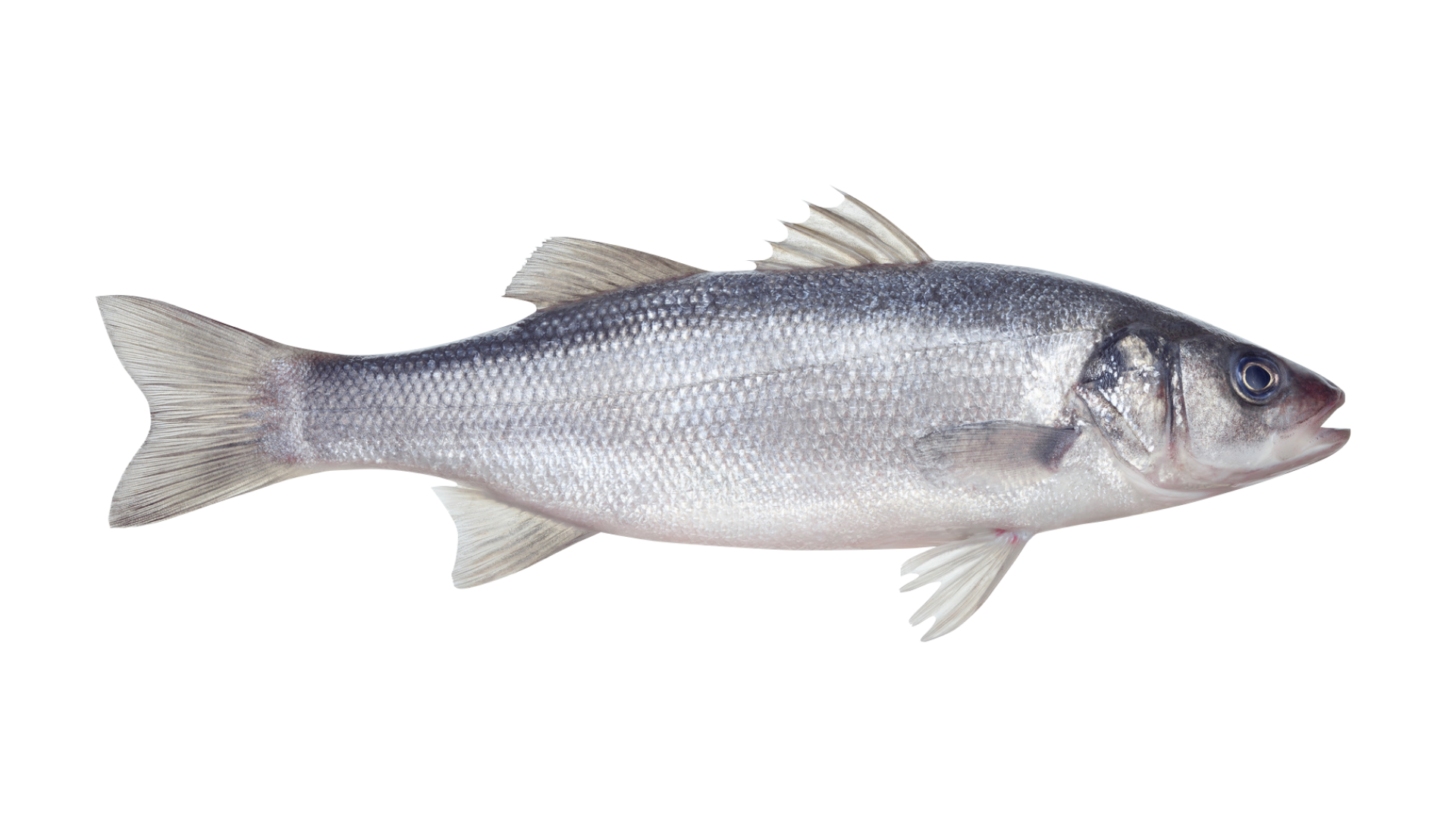 poisson bar produit en sardaigne