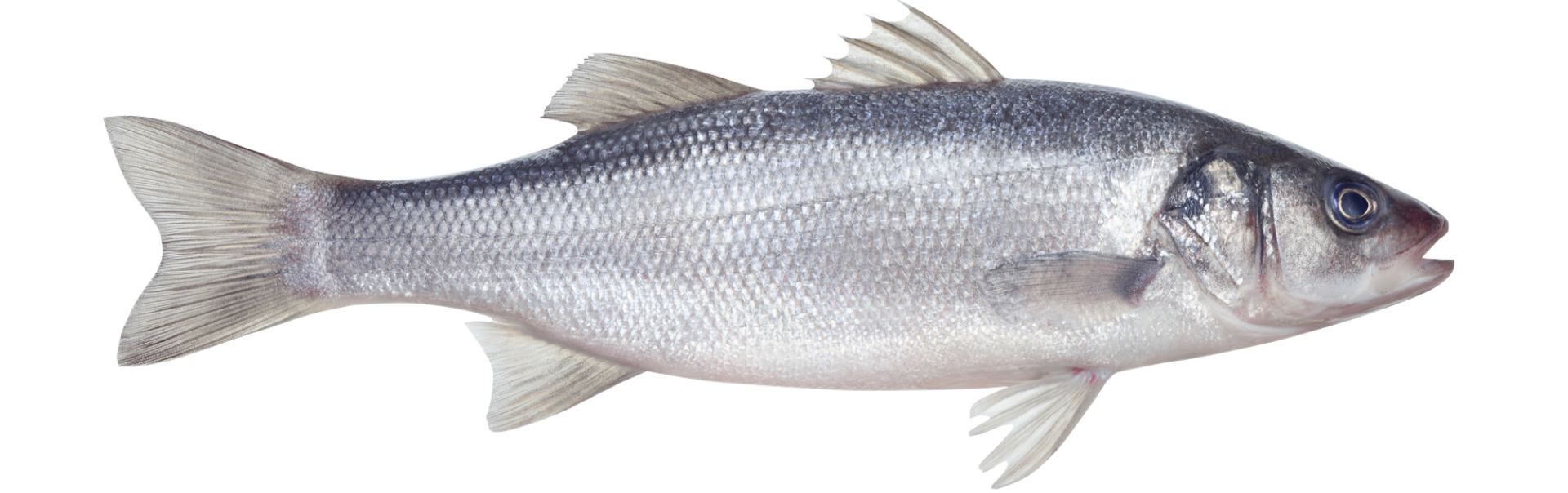 poisson bar élevé en corse