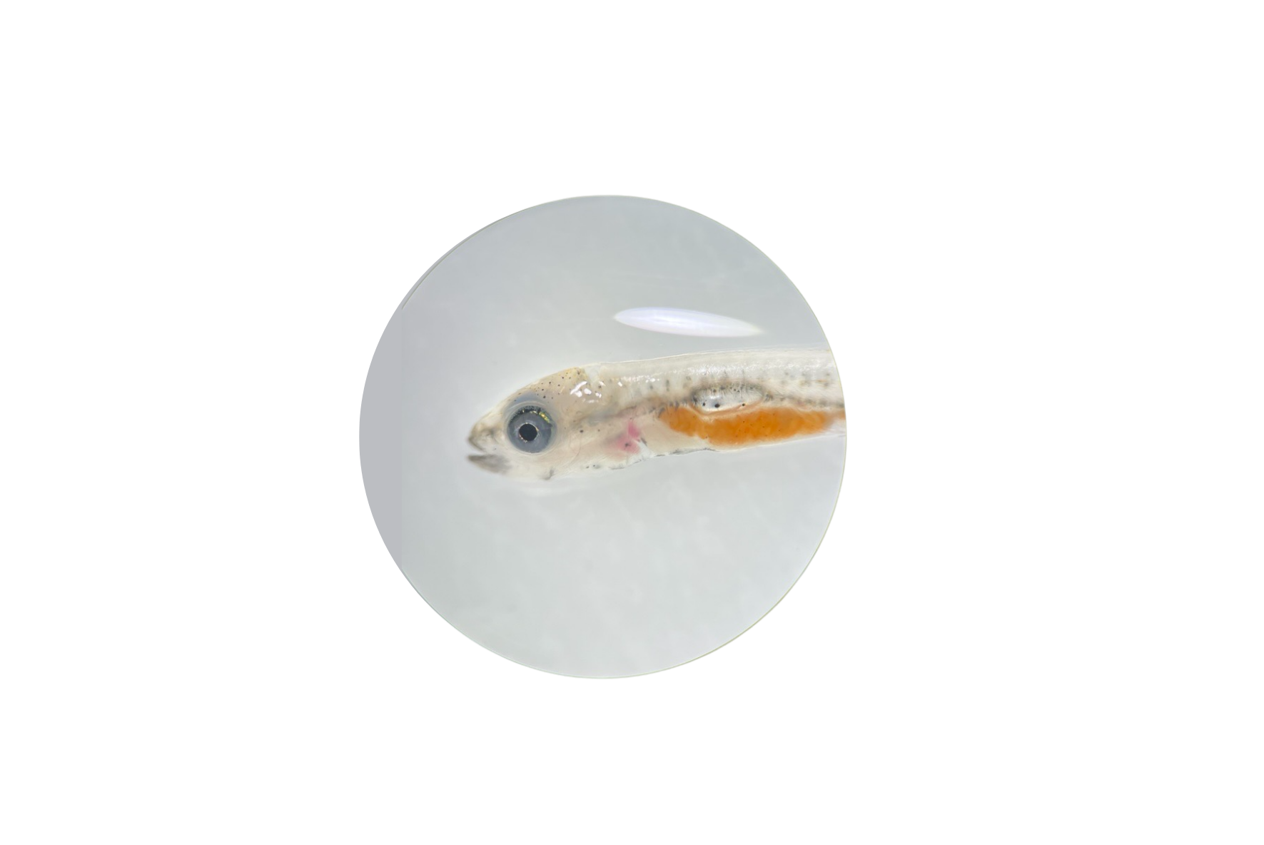 photo de larve de poissons de l'aquaculture de Gloria Maris Gravelines