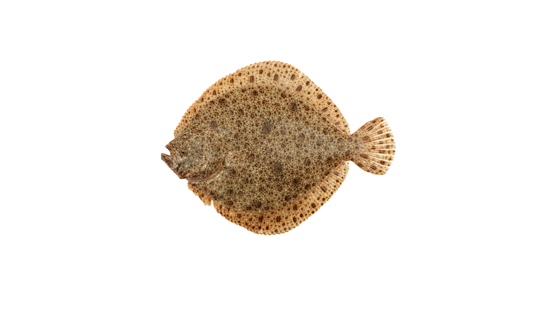 Photos de poisson en aquaculture