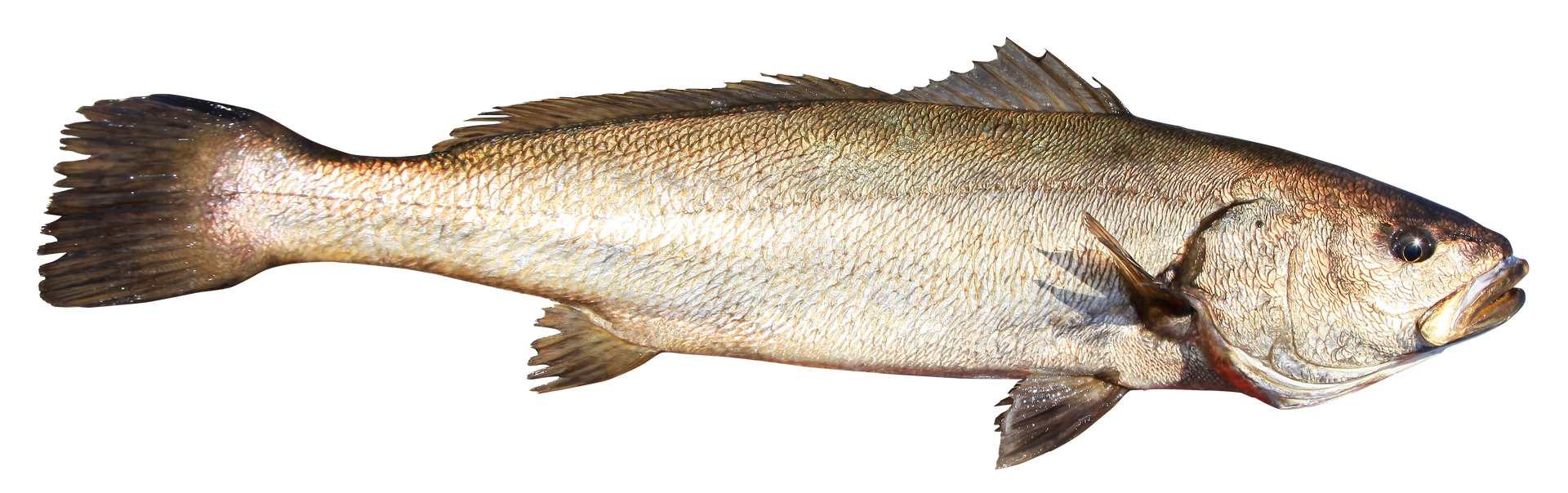 poisson maigre élevé en corse