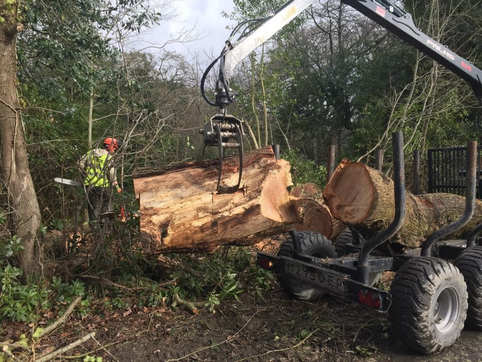 Arborist Aberystwyth