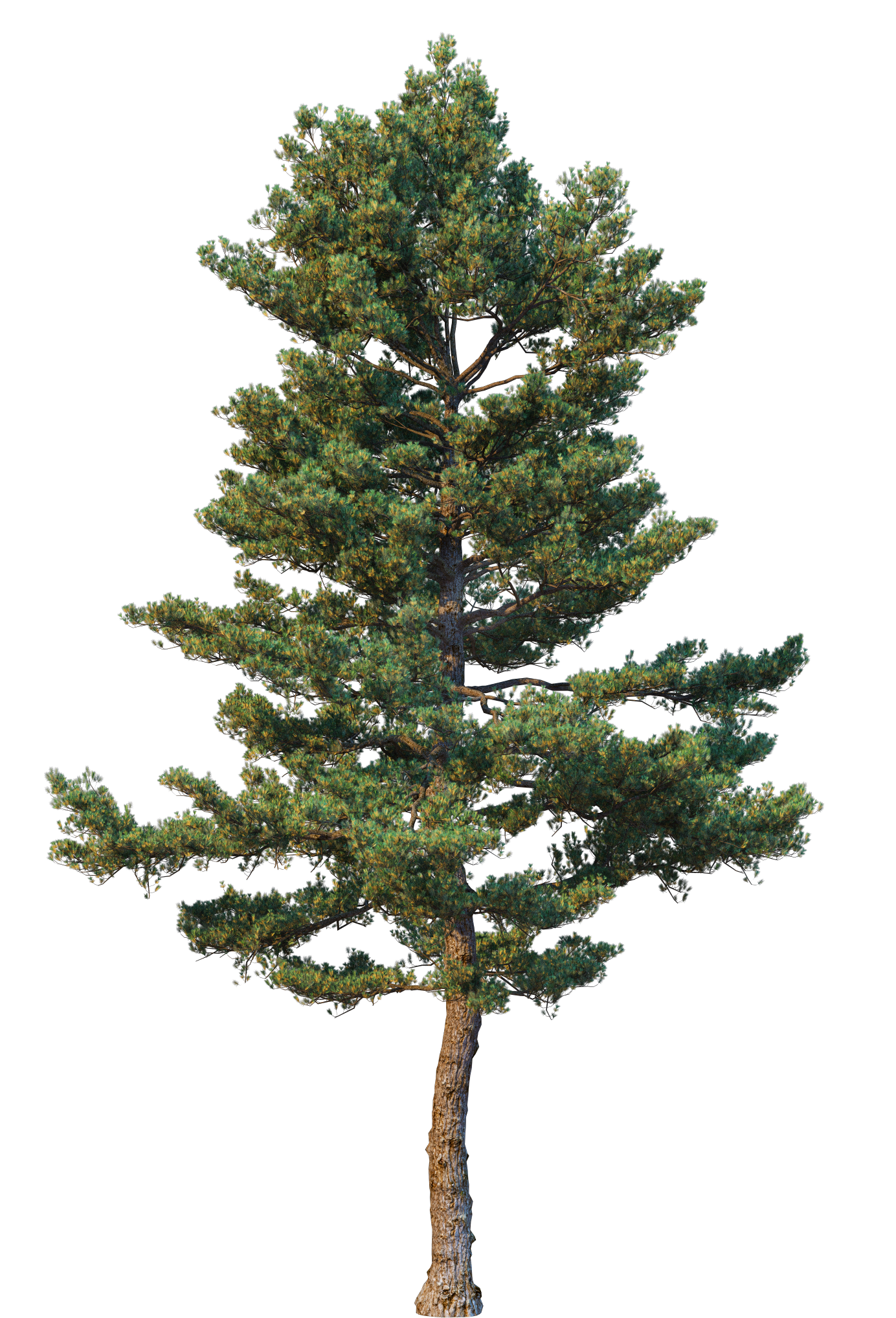 Image of a tree