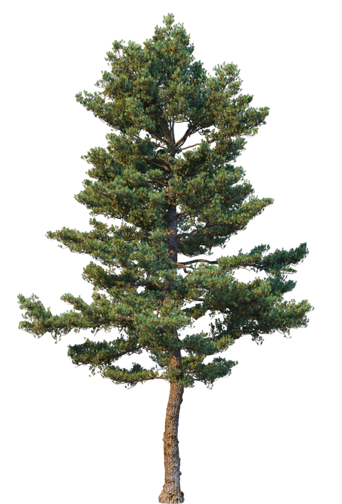 Image of a tree