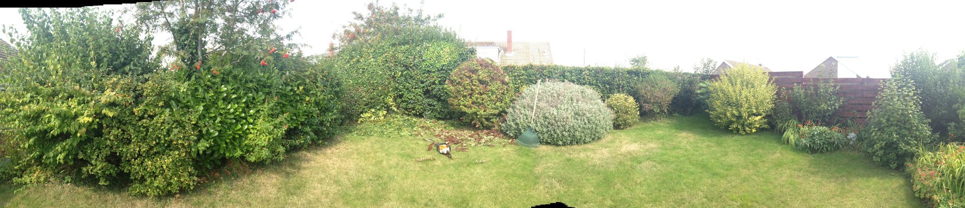 Sunny backyard with green lawn, bushes, and a white flowering shrub under trees.