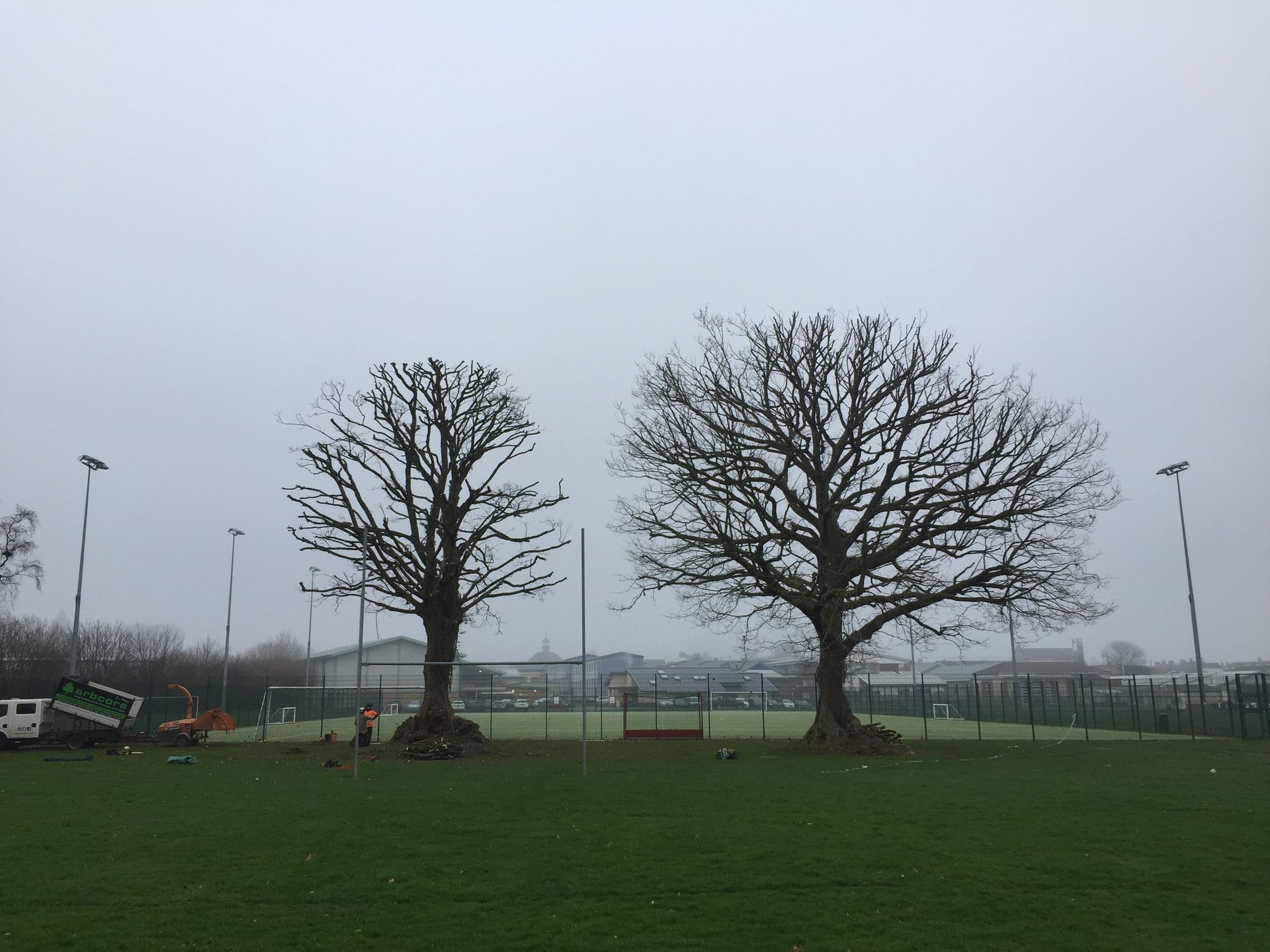 Two leafless trees in a misty green field under a gray sky