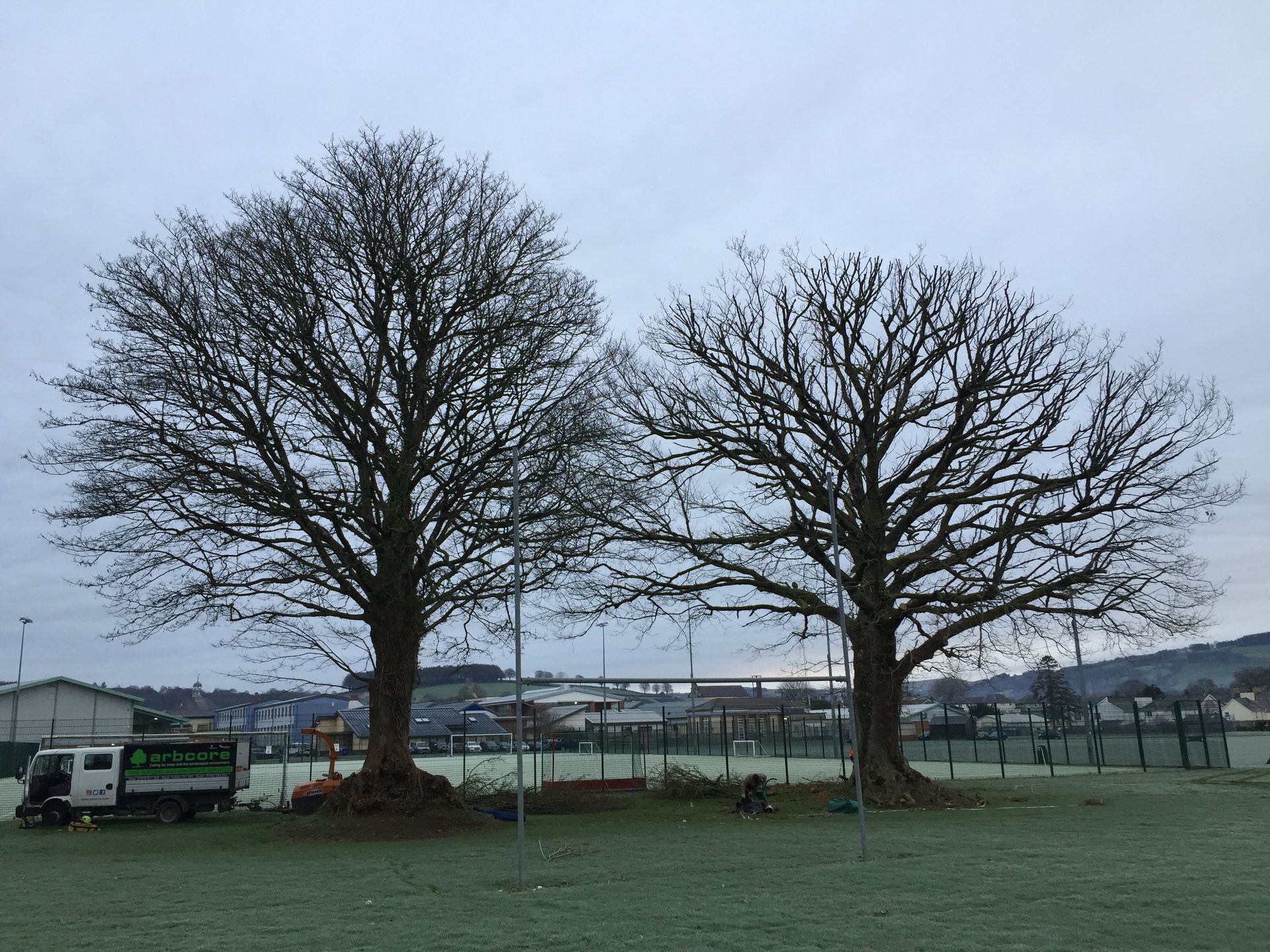 Two leafless trees in a grassy field with a cloudy sky and distant buildings