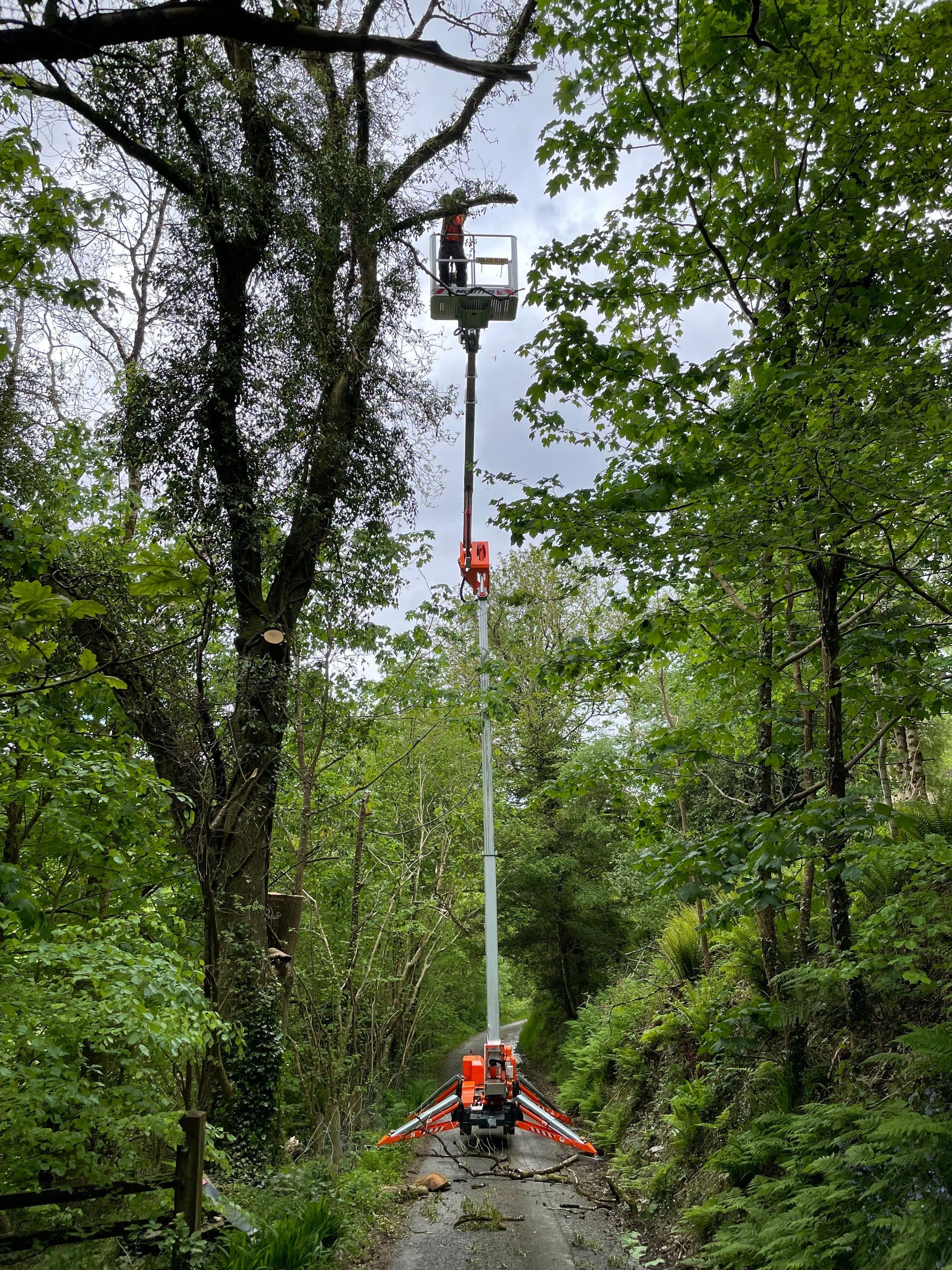 Tree Surgeons Aberystwyth