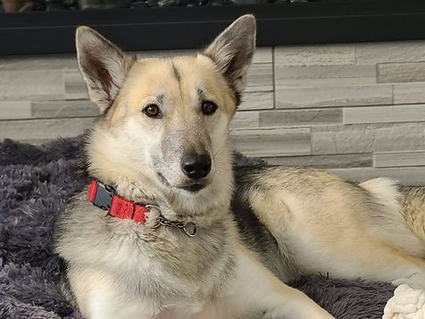 Tan dog with a red collar lying on a gray fuzzy blanket indoors, looking at the camera