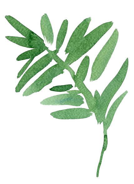 Green leafy plant branch on a white background