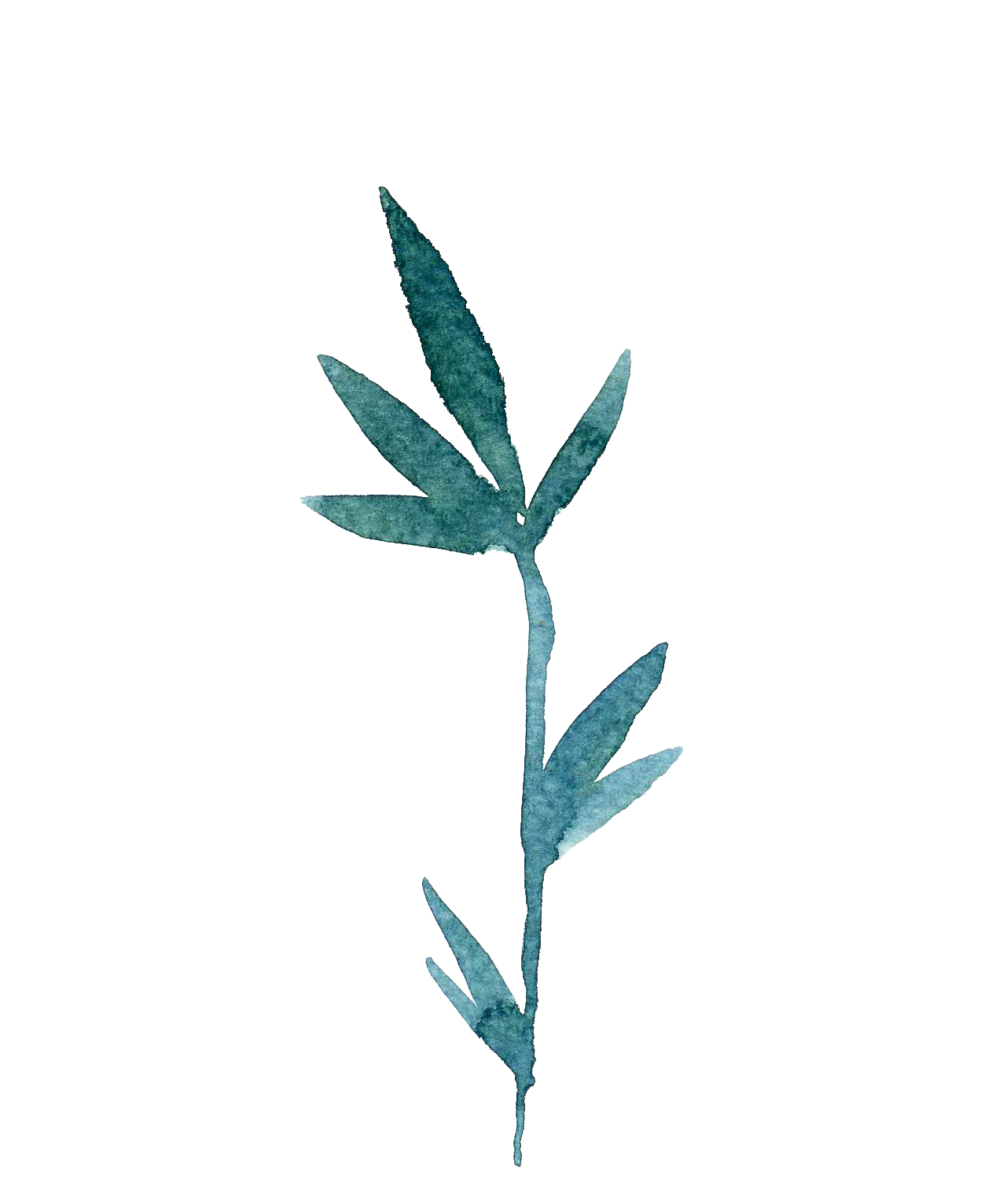 Teal watercolor sprig with slender leaves on a white background