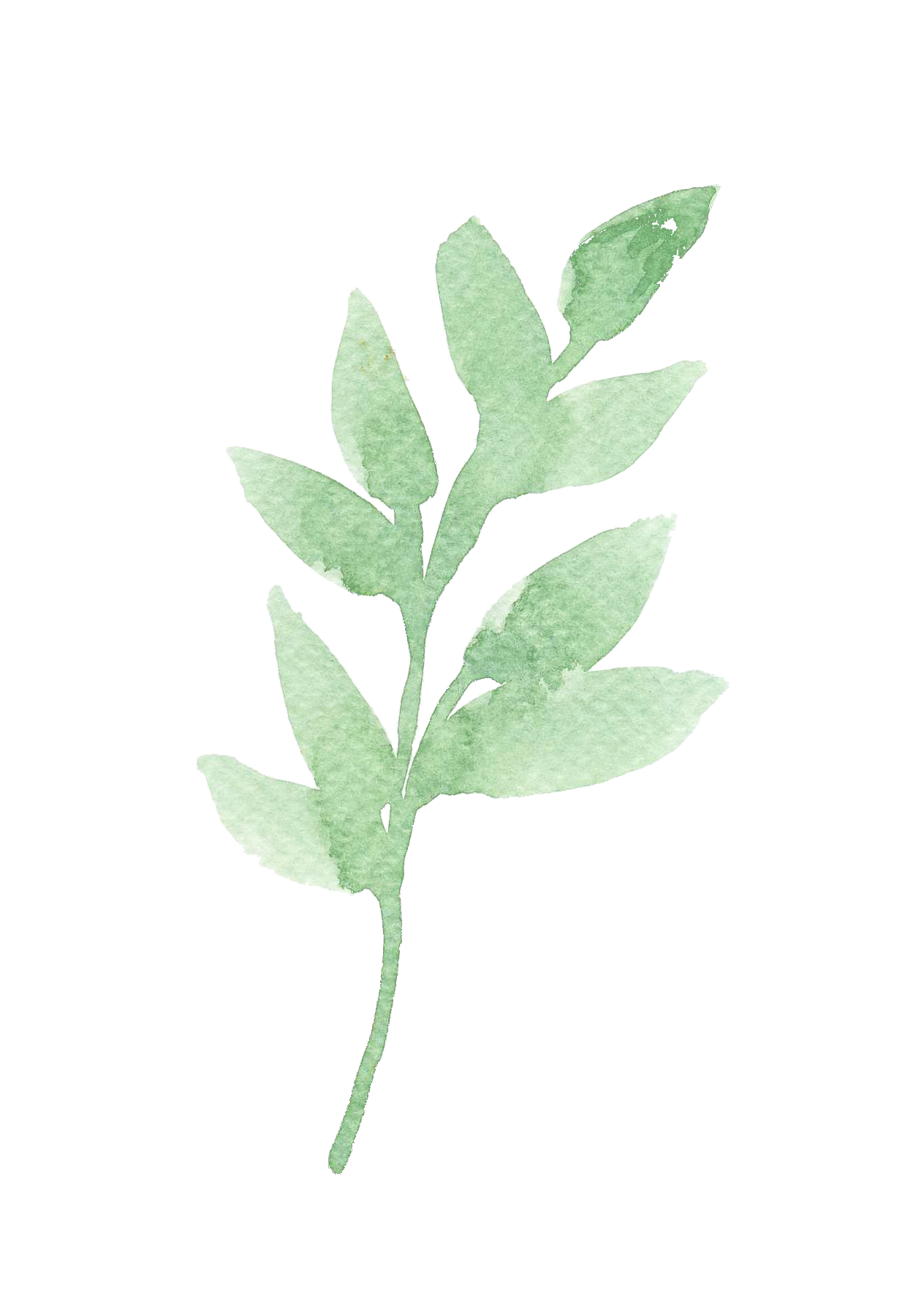 Green leafy sprig on a white background