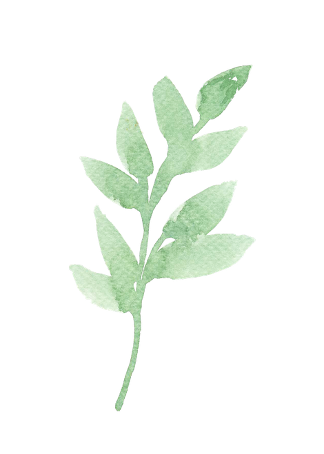 Green leafy sprig on a white background