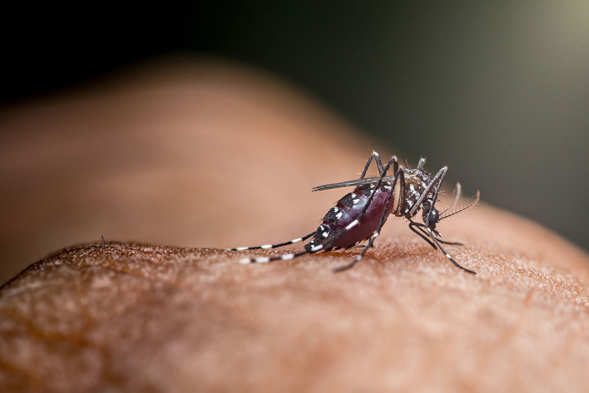Biting Insects | Apex Pest Control