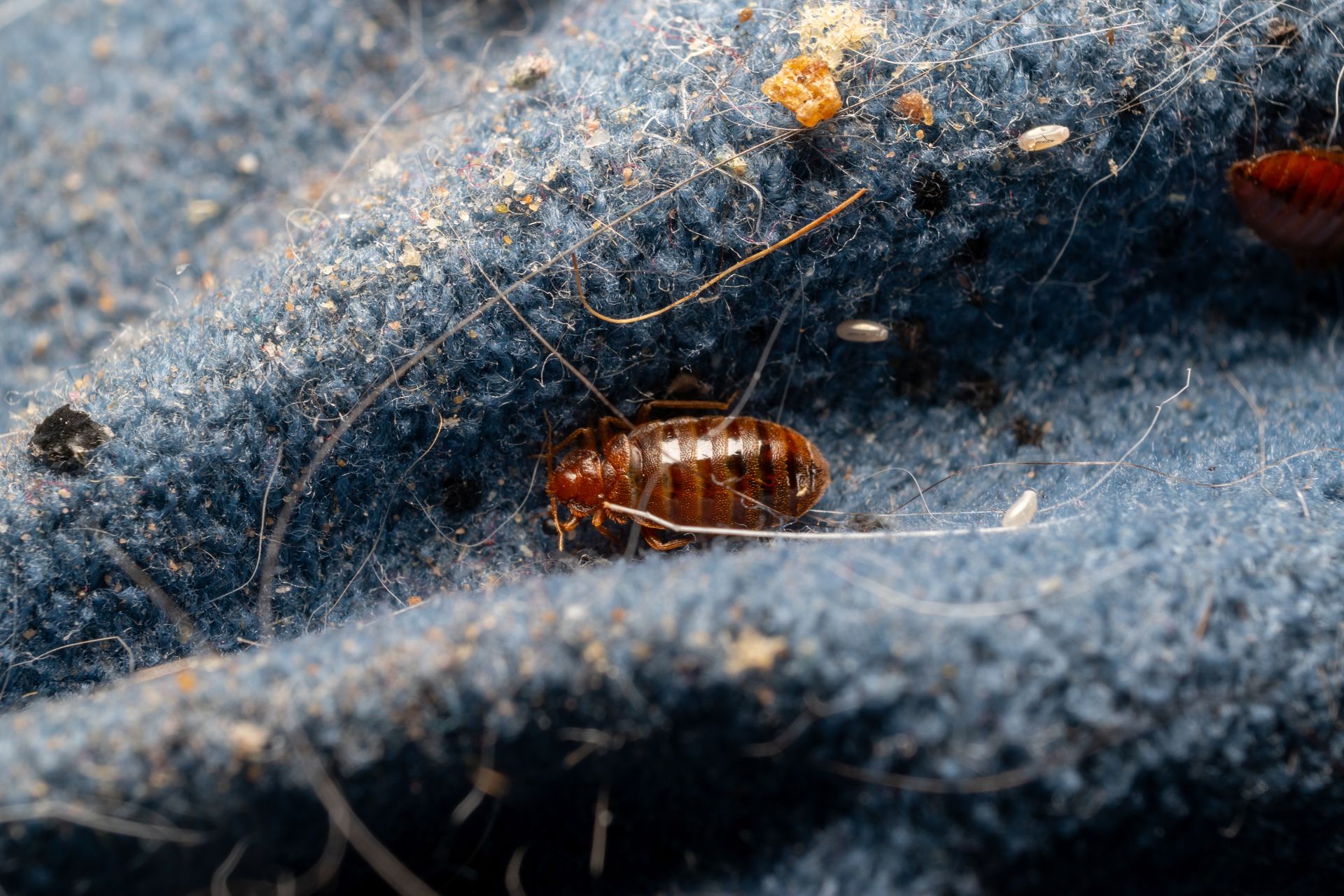 Bedbug