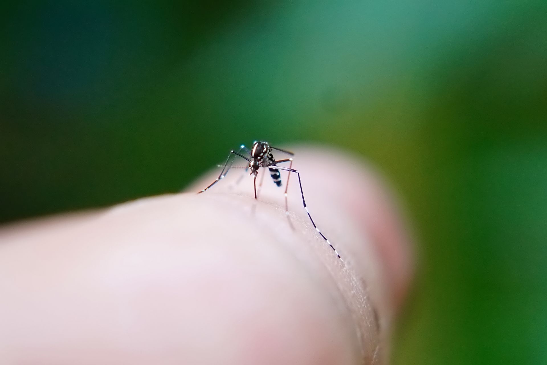 Mosquito