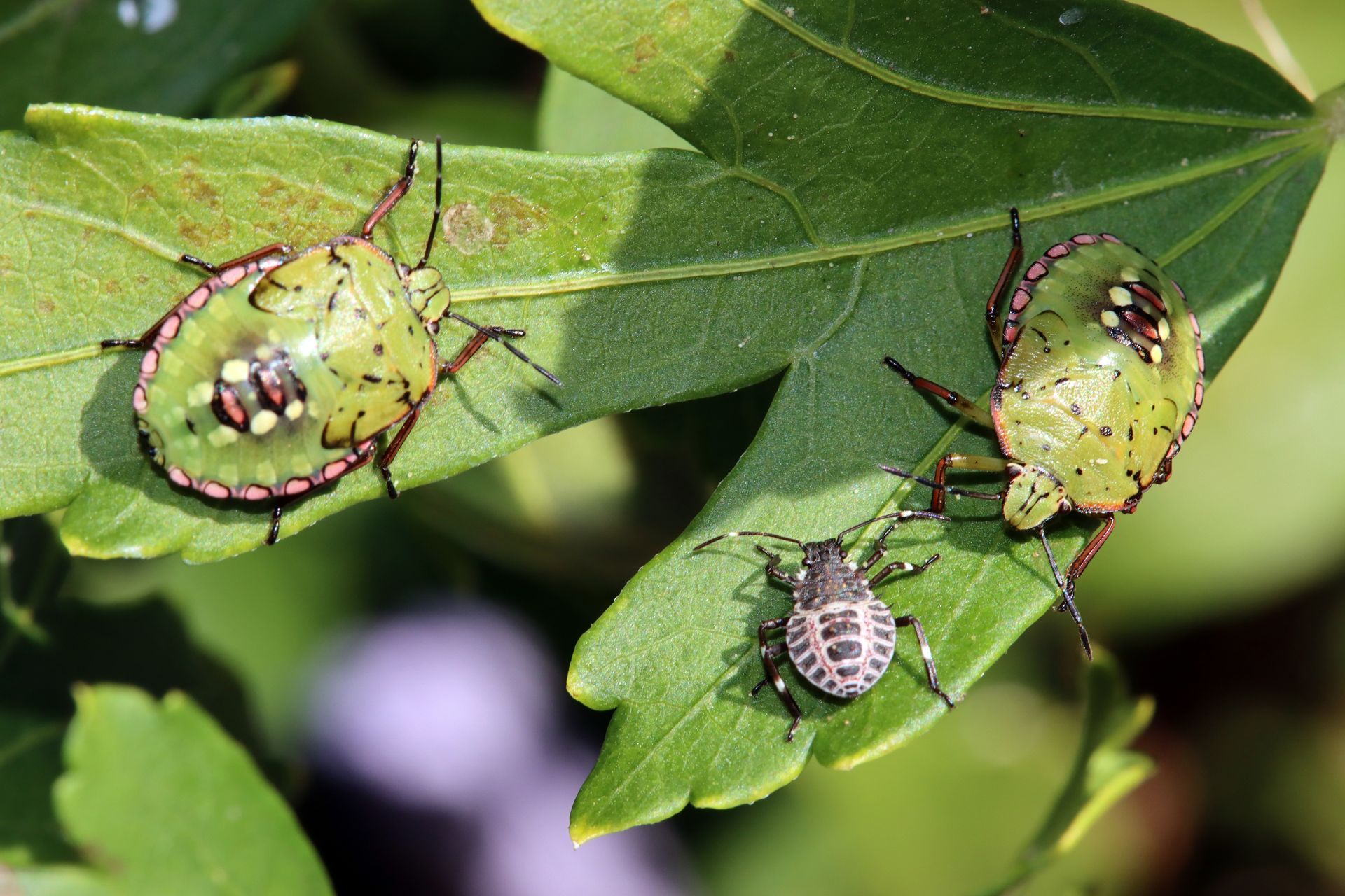 Stinky Bugs