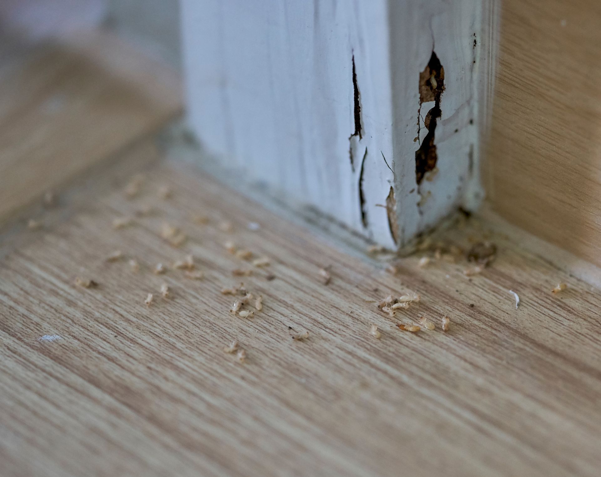 Termite Pest