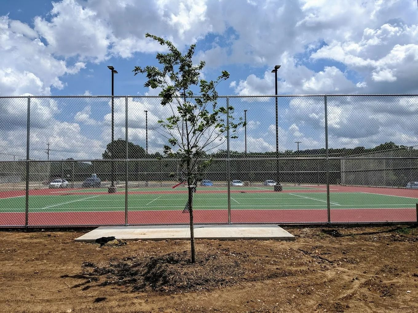 A young tree in front of a chain-link fence surrounding a red and green sports field.