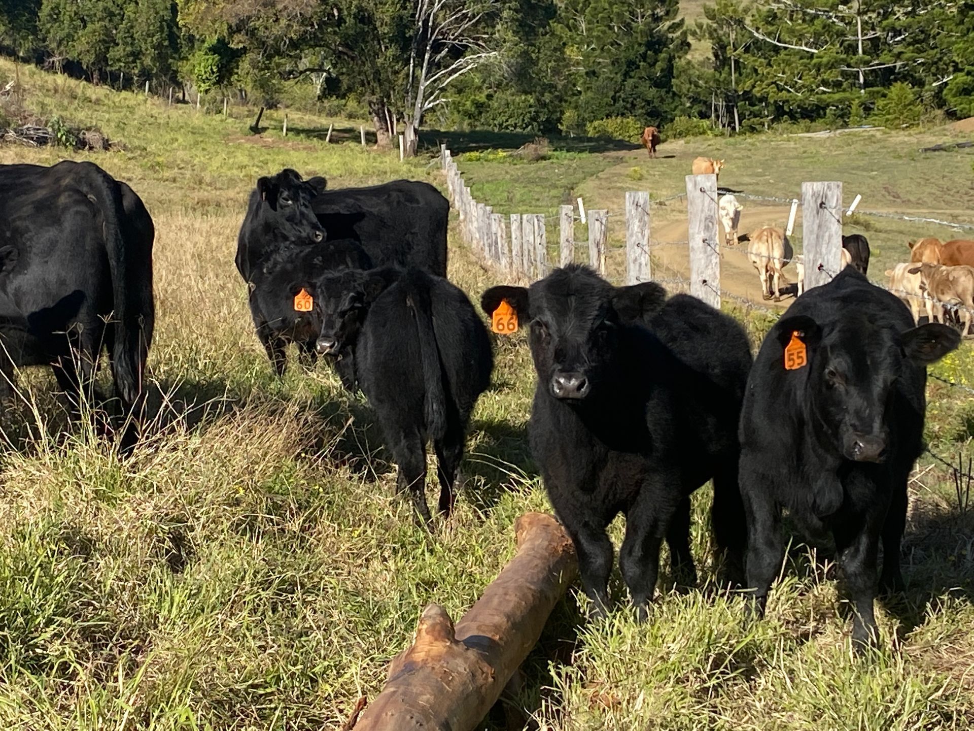 cow