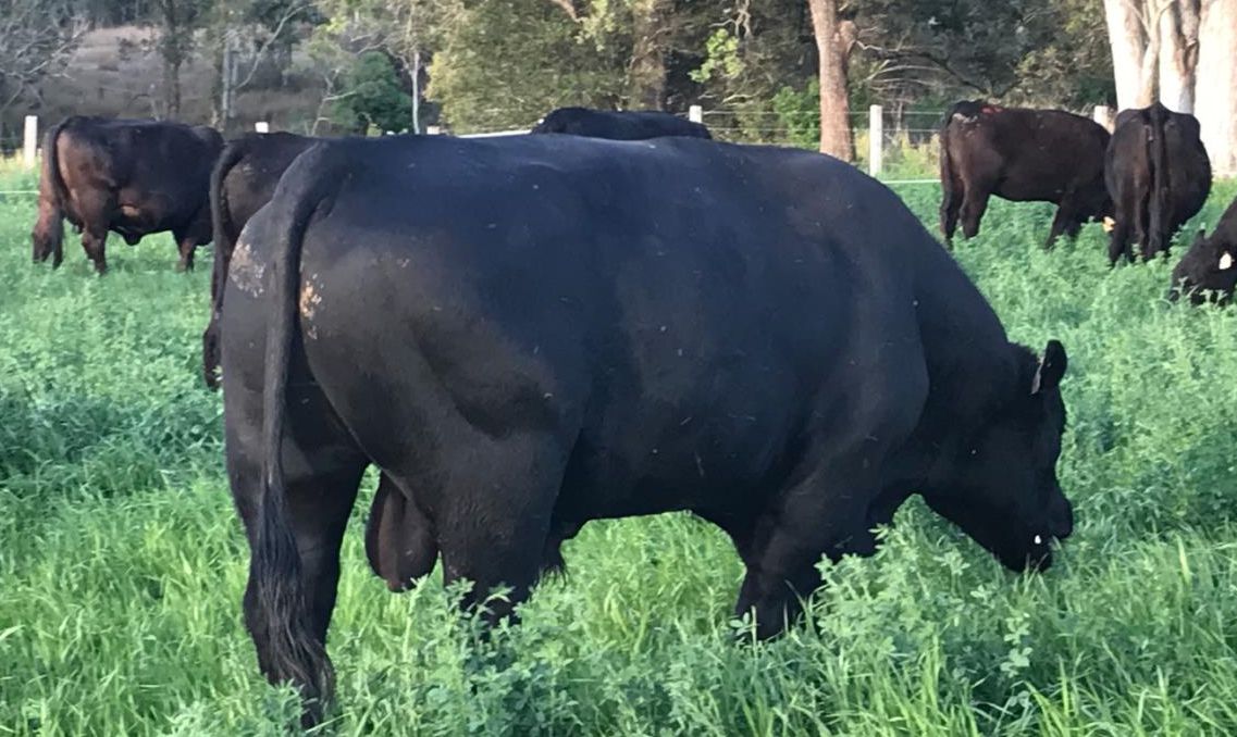 cow