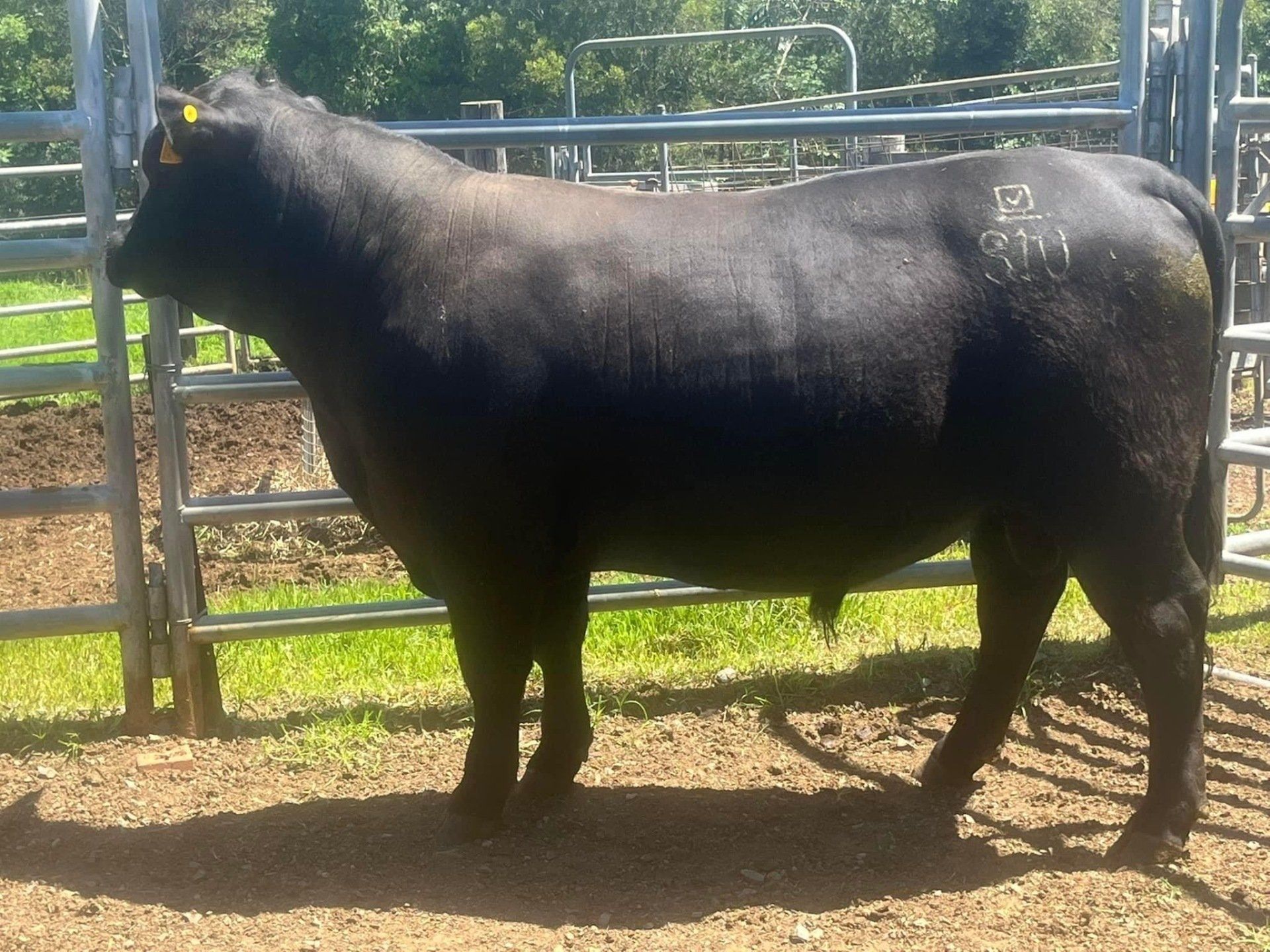 Maleny Black Angus Beef