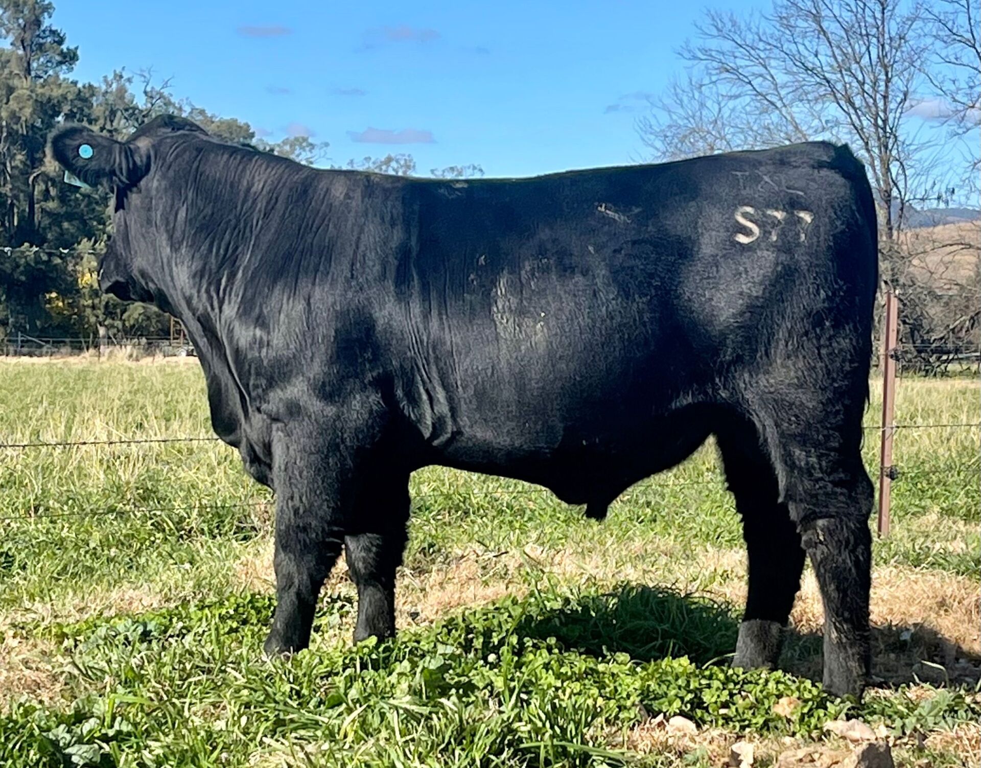 Balancer Cow Excel Genetics - Dungowan, NSW - Gelbvieh / Balancer