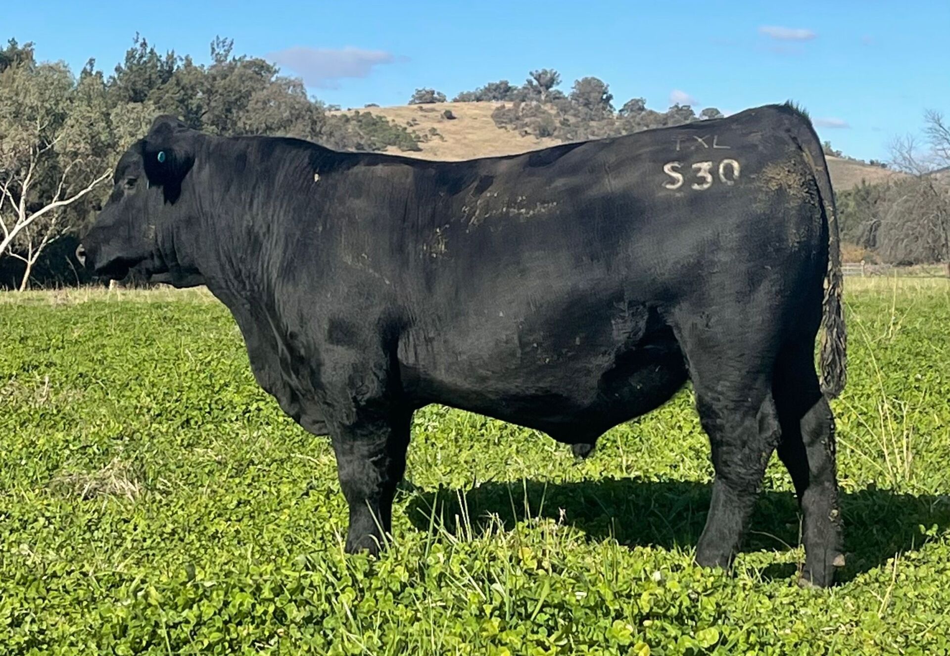 Balancer Cow Excel Genetics - Dungowan, NSW - Gelbvieh / Balancer
