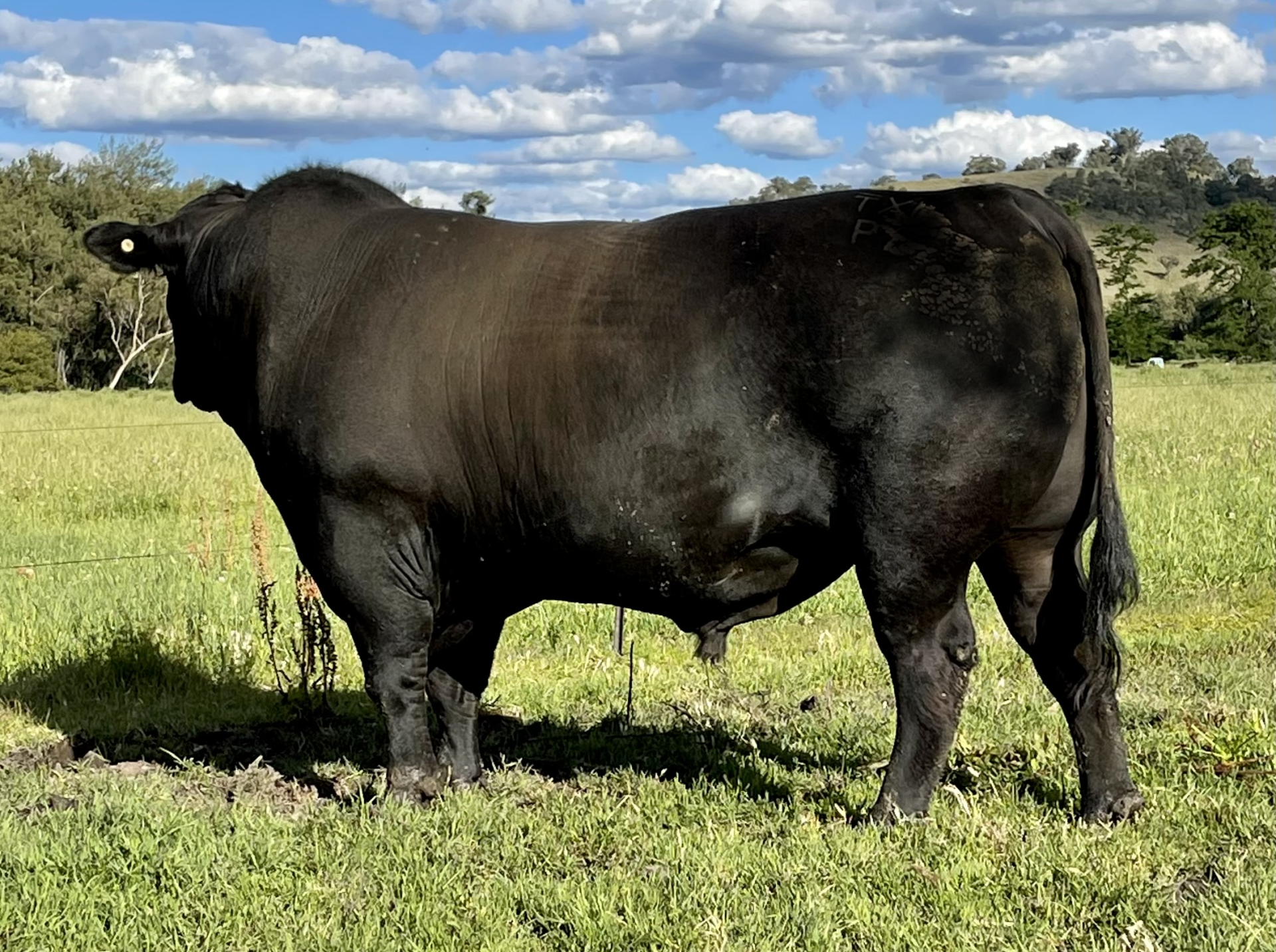 ANGUS CATTLE